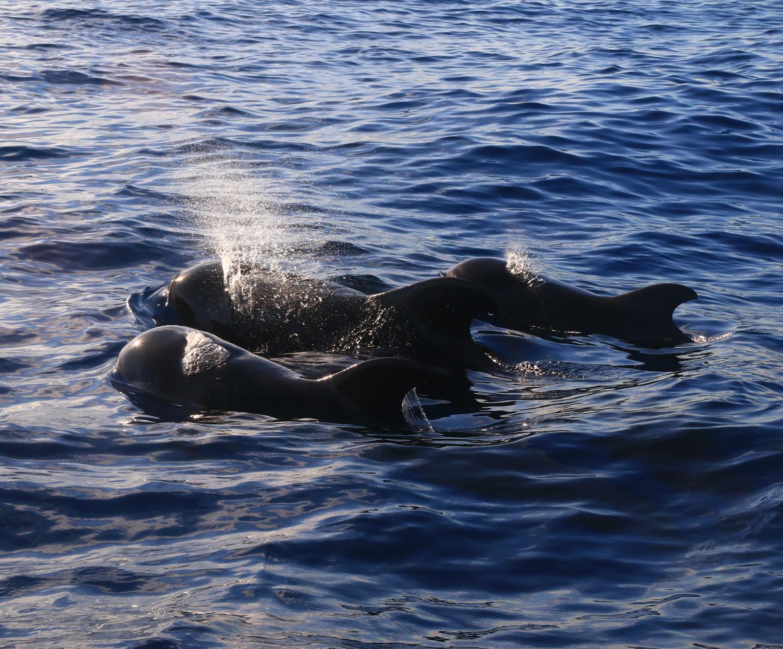 Avistamiento de ballenas Tenerife