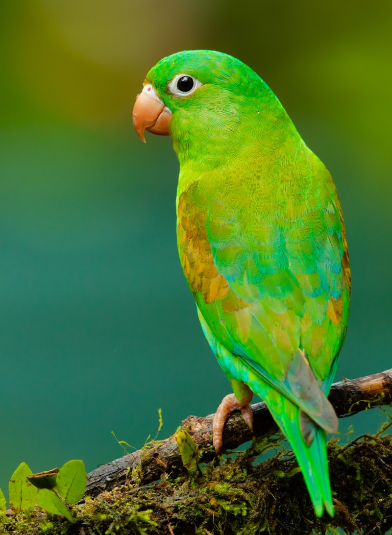 Loro Parque
